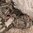 EBERLESTOCK PHANTOM SNIPER PACK - MULTICAM